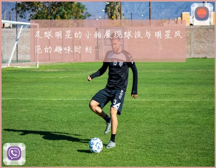 足球明星的小狗展现球技与明星风范的趣味时刻